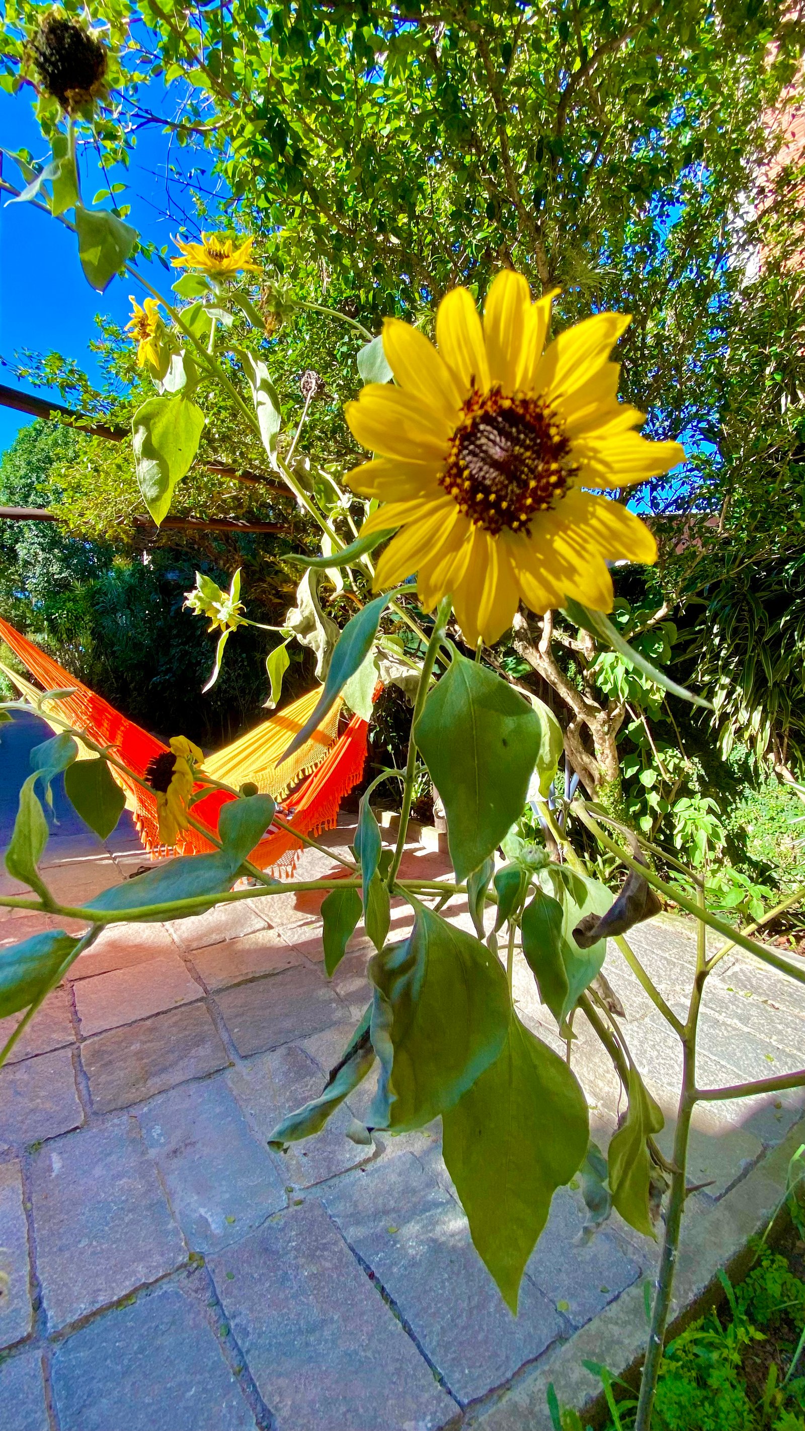 Hotel Natur Campeche - Foto 74